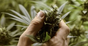 Scopri di più sull'articolo L’esercito produrrà cannabis terapeutica per la produzione di farmaci utilizzati nella terapia del dolore